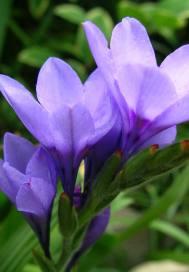 八大校草独宠我